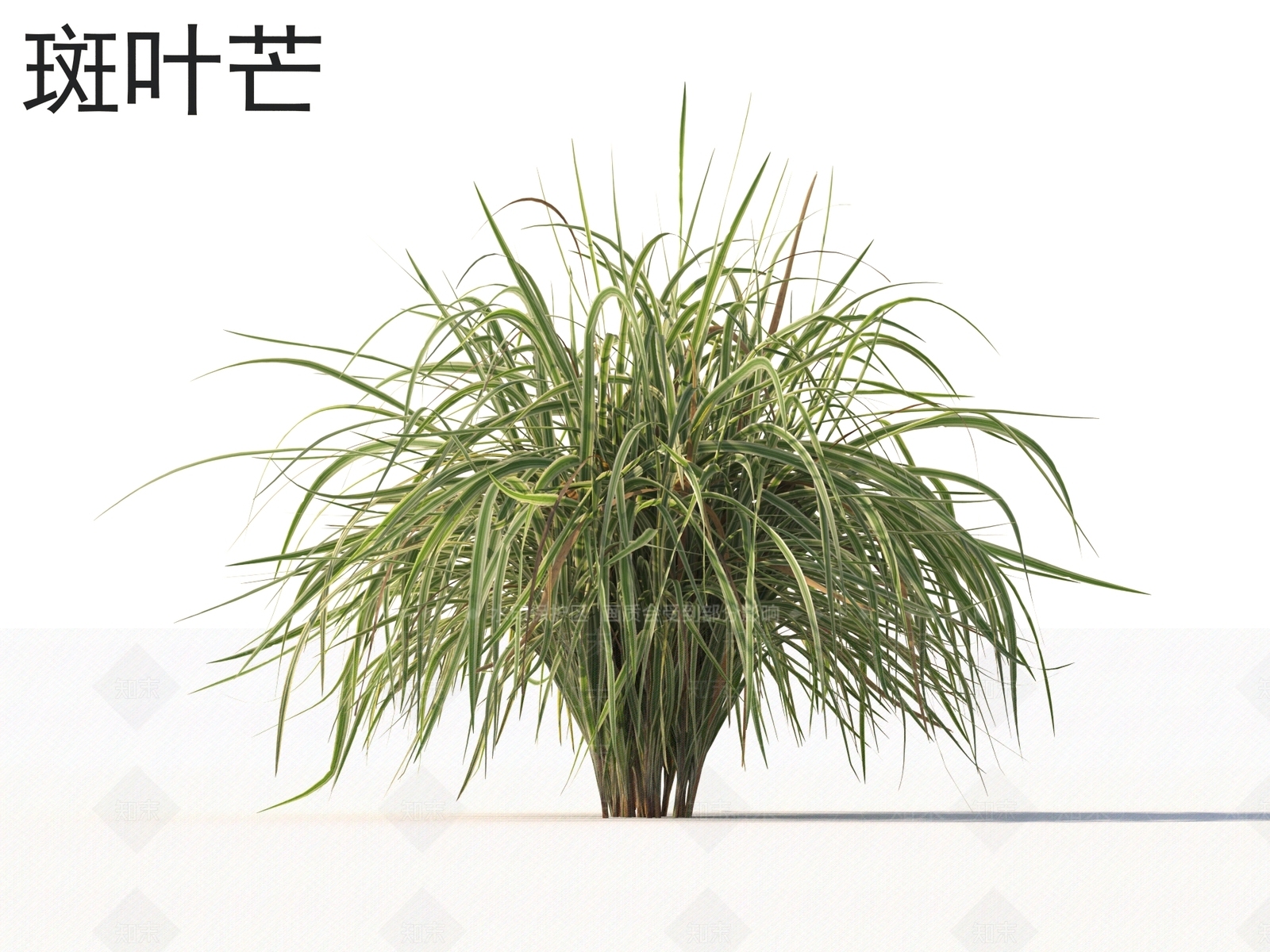 斑叶芒3D模型下载【ID:1162129191】