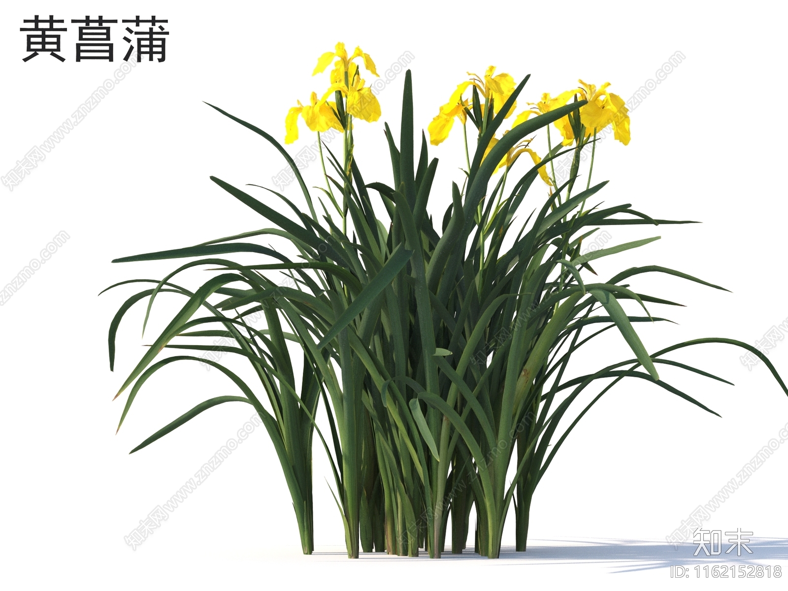 黄菖蒲3D模型下载【ID:1162152818】