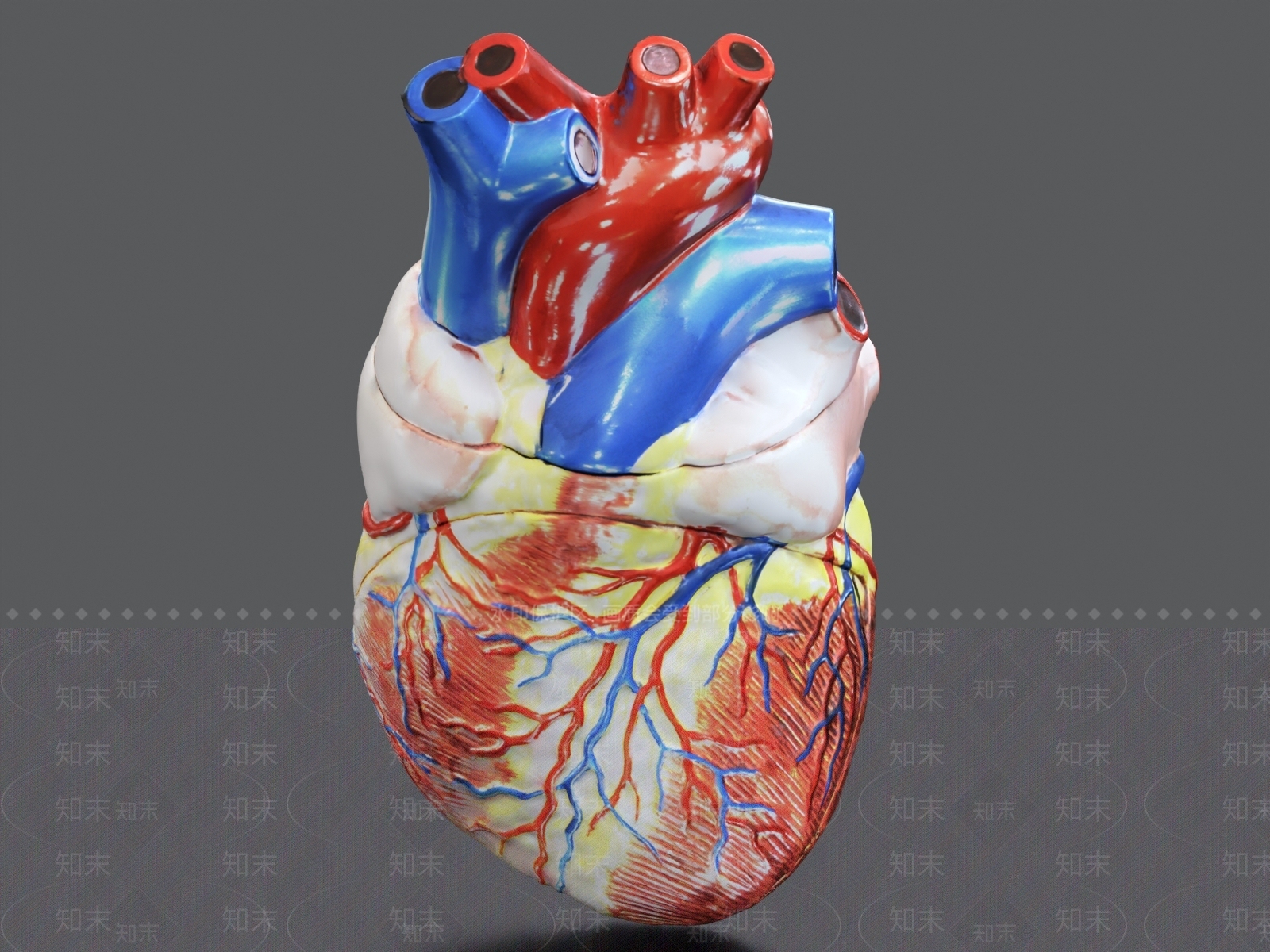 心脏3D模型下载【ID:1162158116】