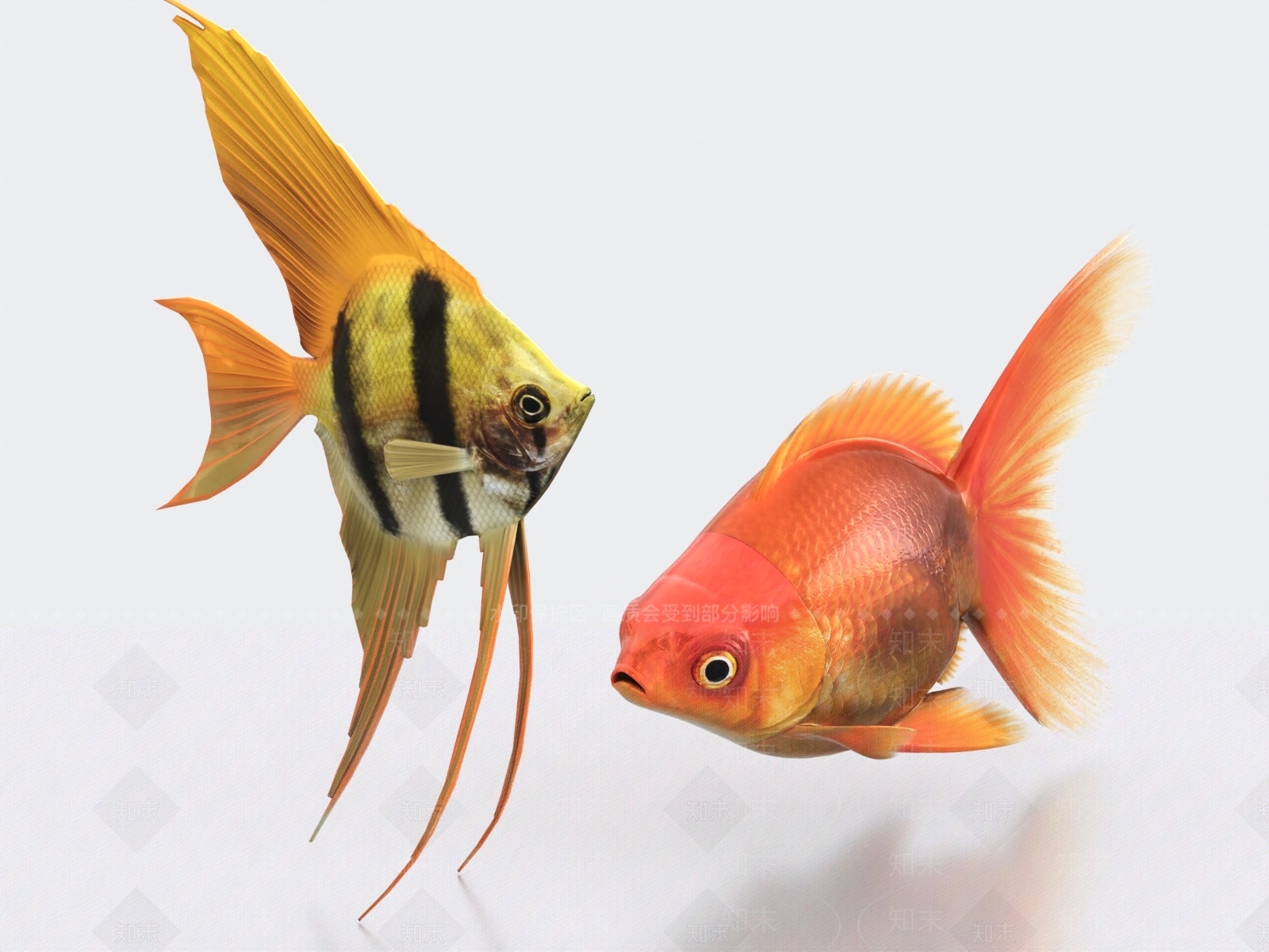 金鱼3D模型下载【ID:1162160869】