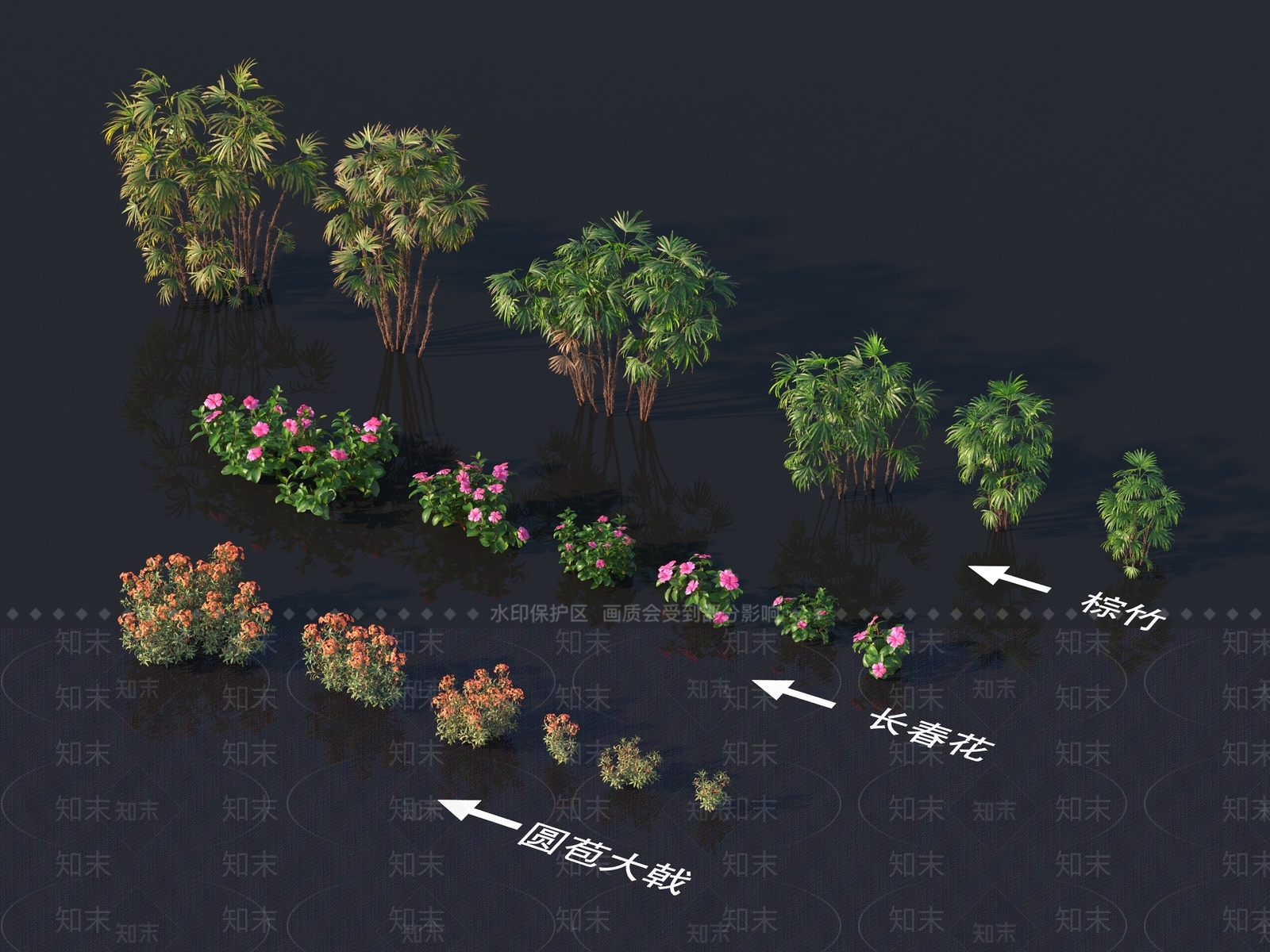 圆苞大戟3D模型下载【ID:1162191718】