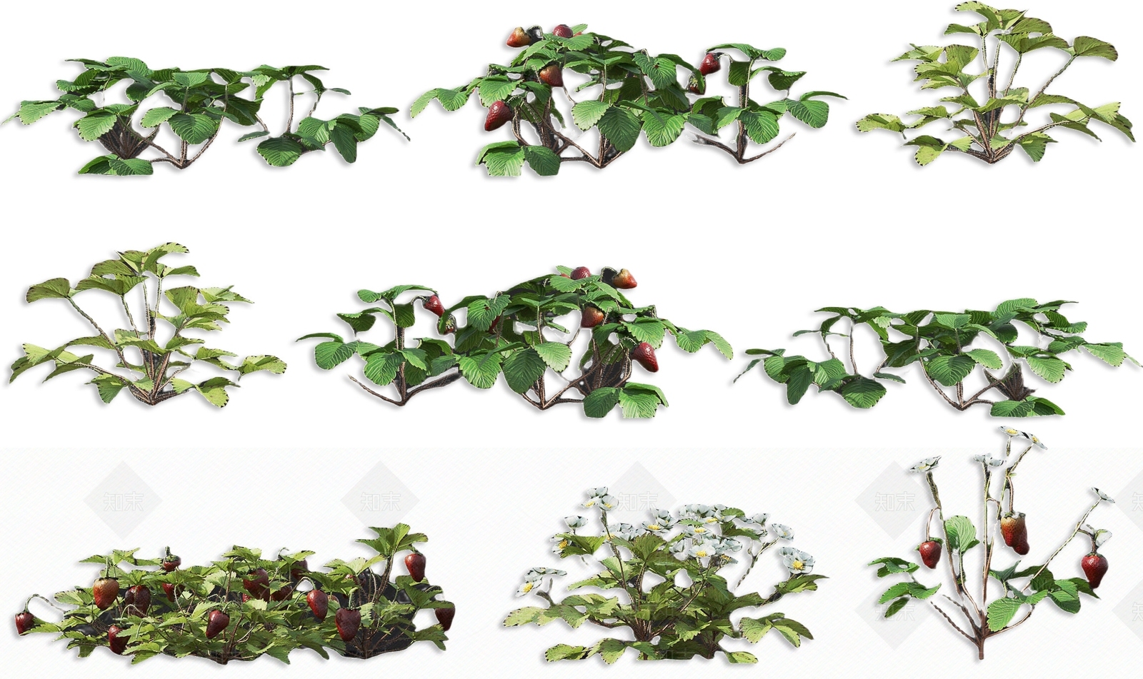 现代草莓水果树灌木植物SU模型下载【ID:1162230346】