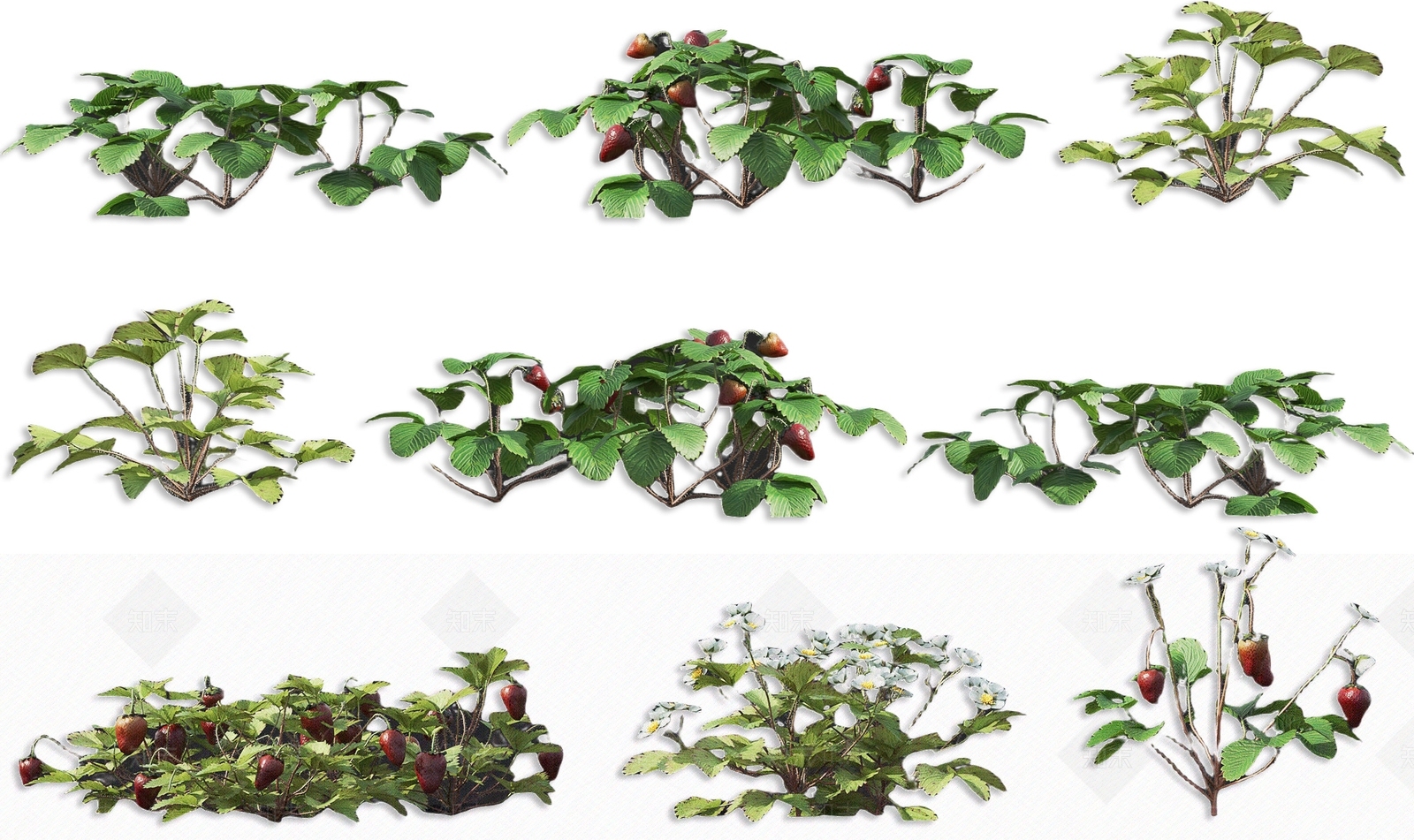 现代草莓水果树灌木植物3D模型下载【ID:1162230607】