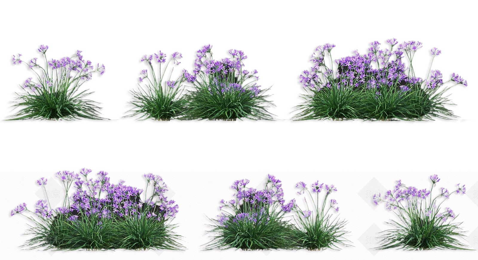 现代开花大蒜苗蔬菜农作物菜苗花卉SU模型下载【ID:1162232422】