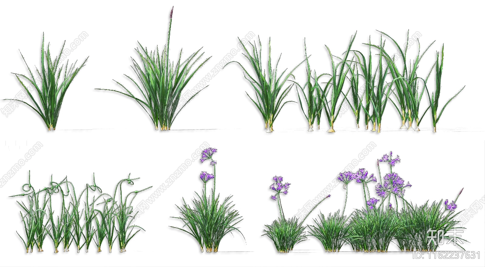 现代大蒜苗蔬菜农作物菜苗花卉SU模型下载【ID:1162237631】