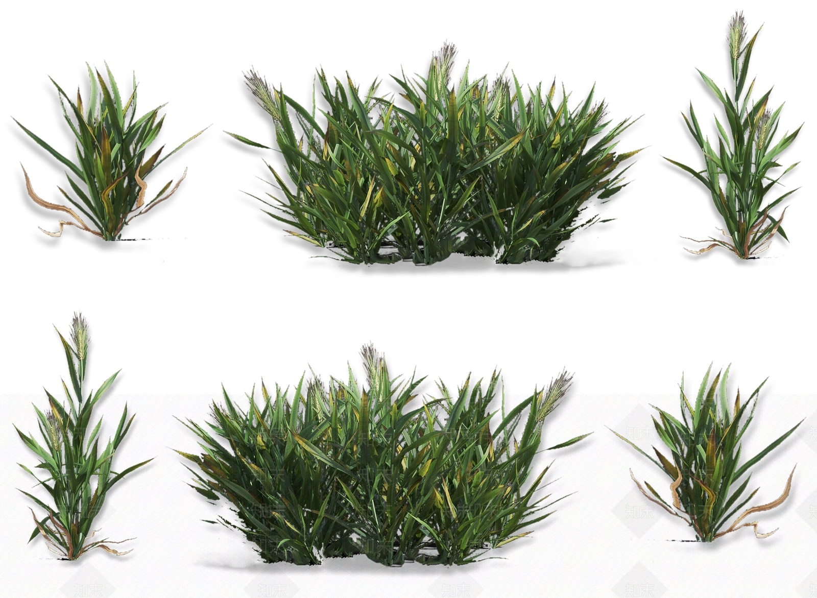 现代小麦大麦农作物植物3D模型下载【ID:1162238514】