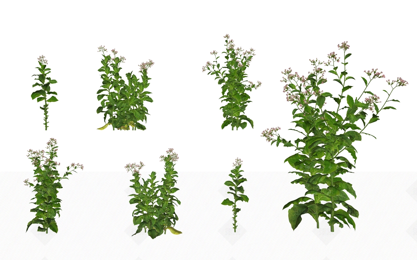 现代烟草草本灌木植物SU模型下载【ID:1162240347】