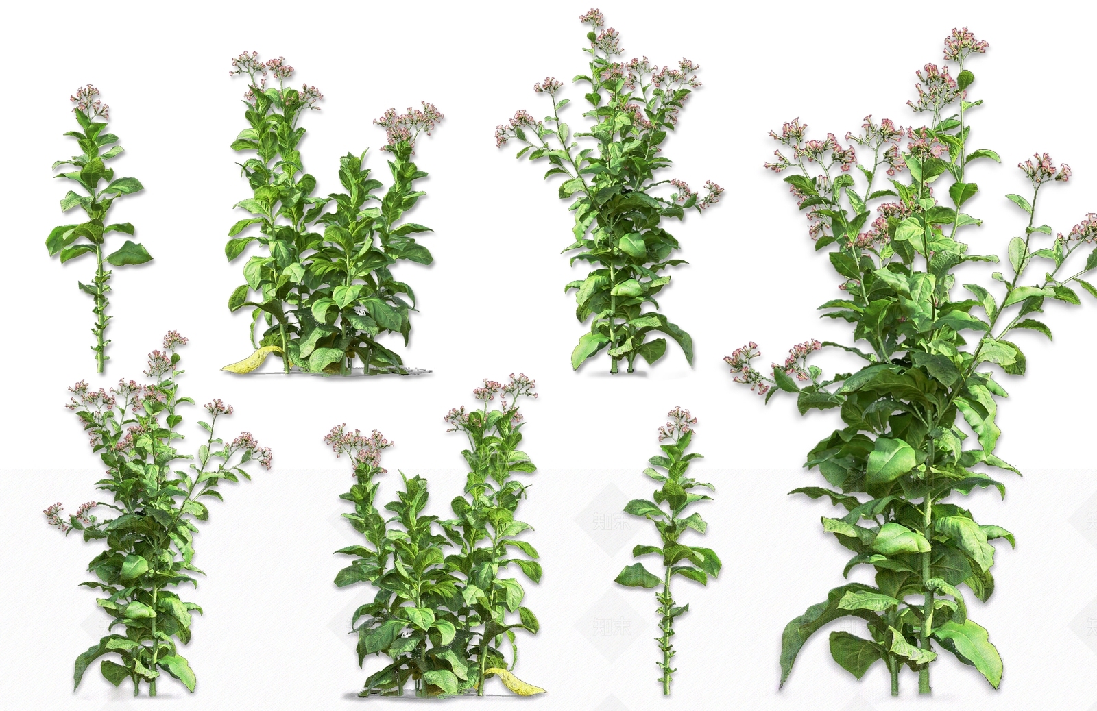 现代烟草草本灌木植物SU模型下载【ID:1162240347】