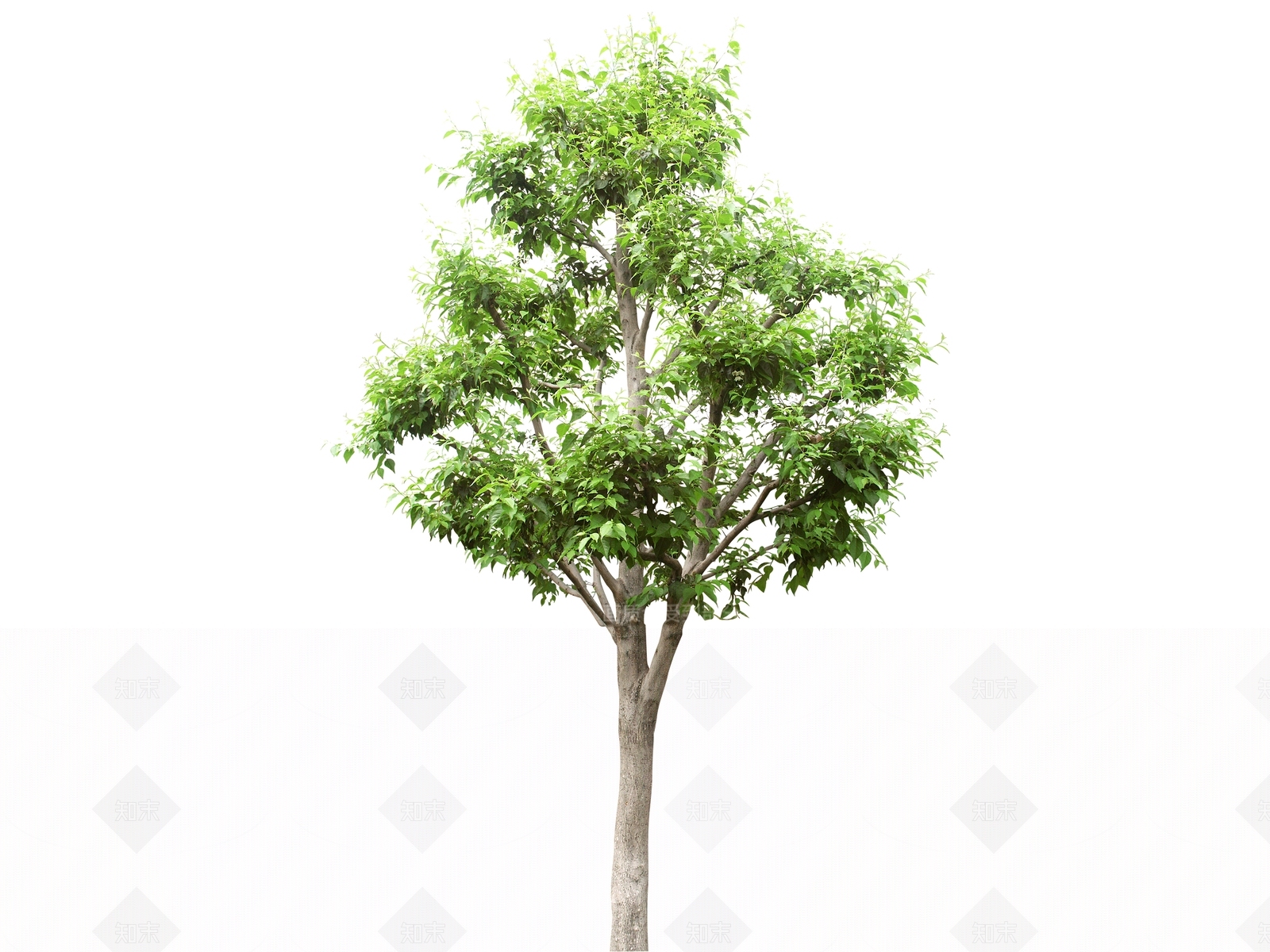 2D绿色植物SU模型下载【ID:1162269250】