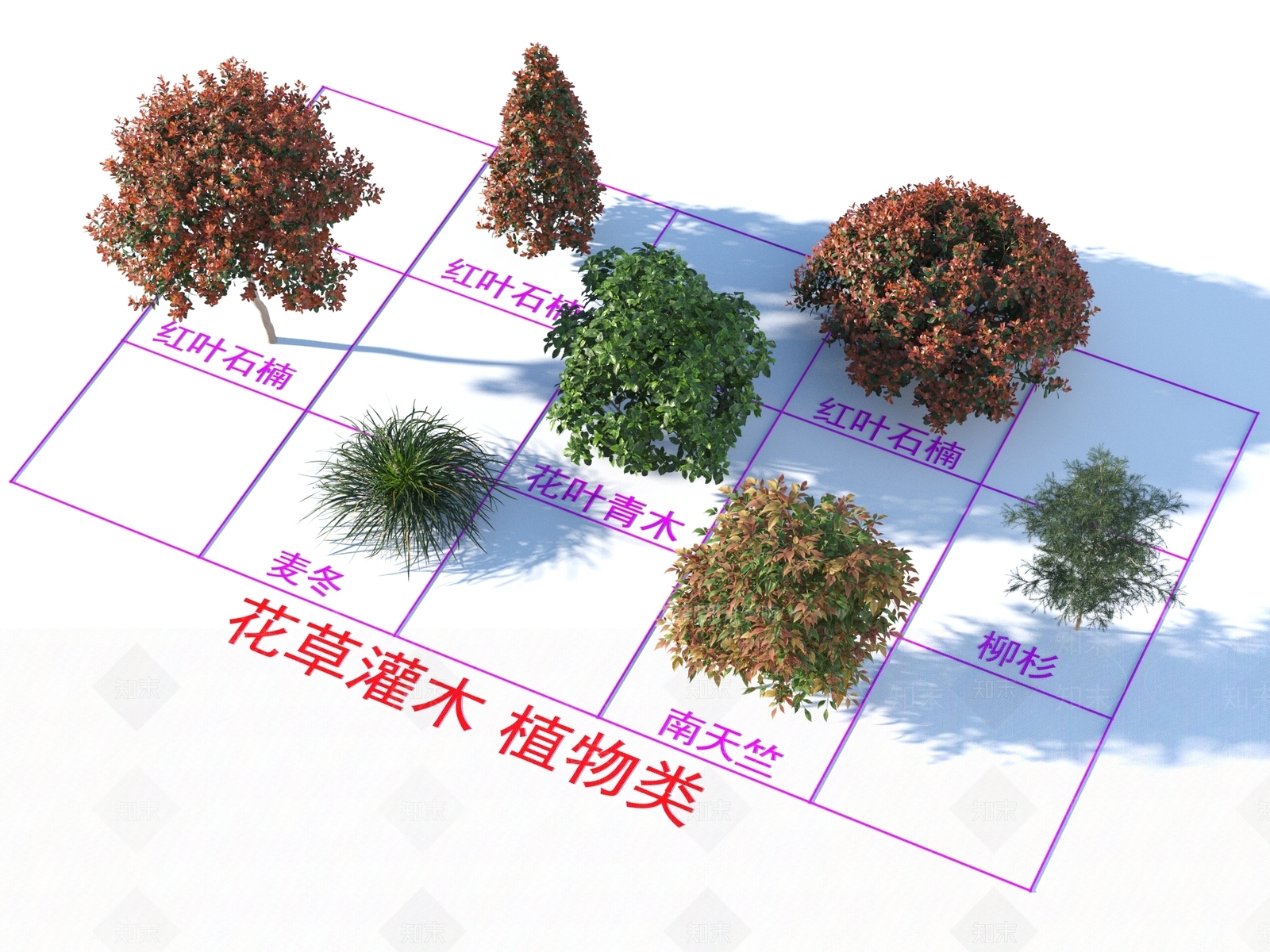 红叶石楠3D模型下载【ID:1162297445】