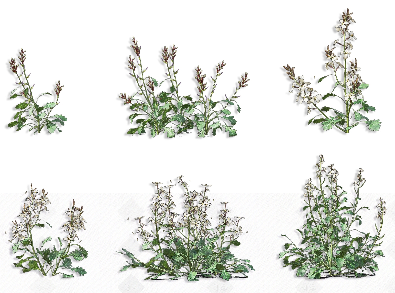 现代芝麻菜草本灌木植物3D模型下载【ID:1162340374】