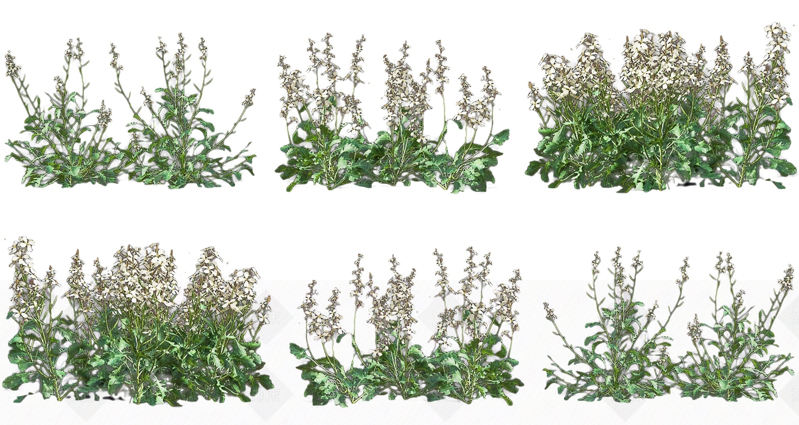 现代芝麻菜草本灌木植物3D模型下载【ID:1162340670】
