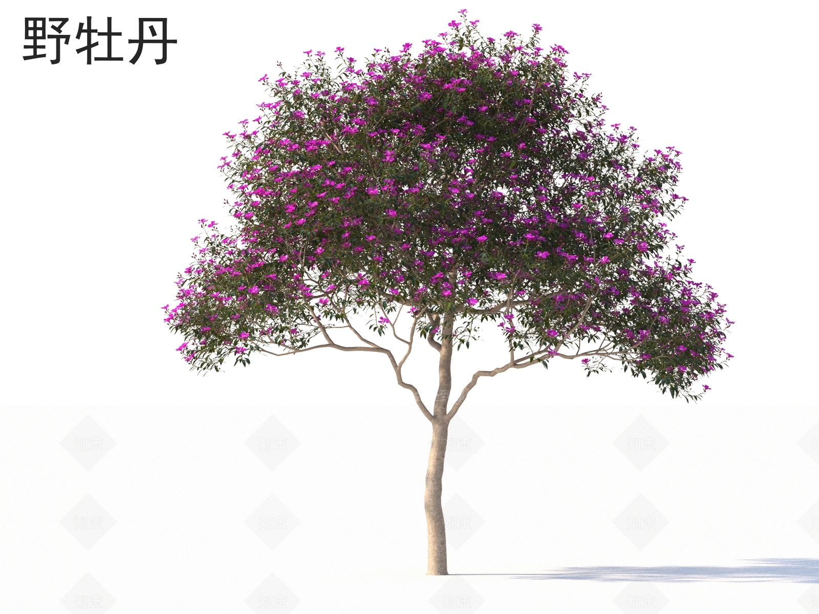 野牡丹3D模型下载【ID:1162375362】