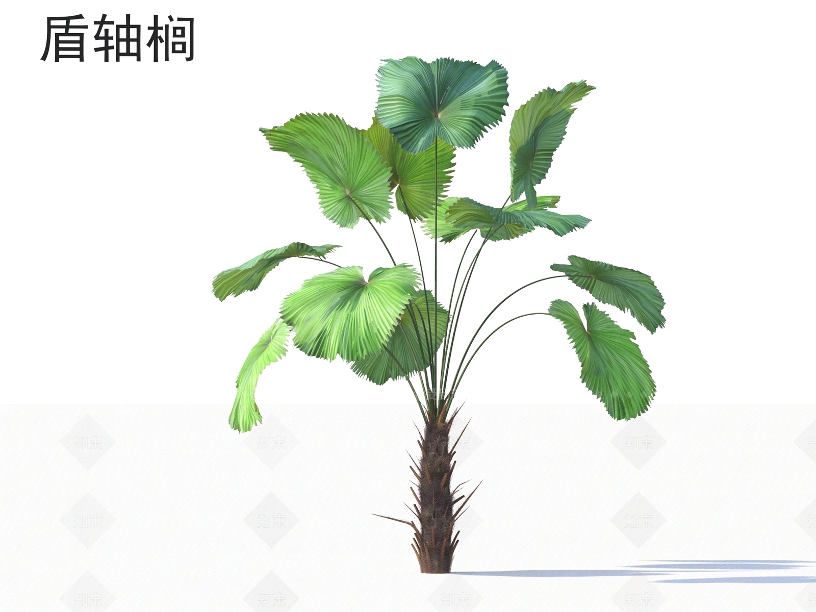 盾轴榈3D模型下载【ID:1162375516】