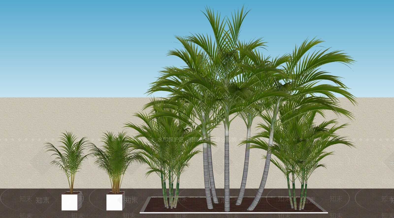 散尾葵SU模型下载【ID:1162409358】