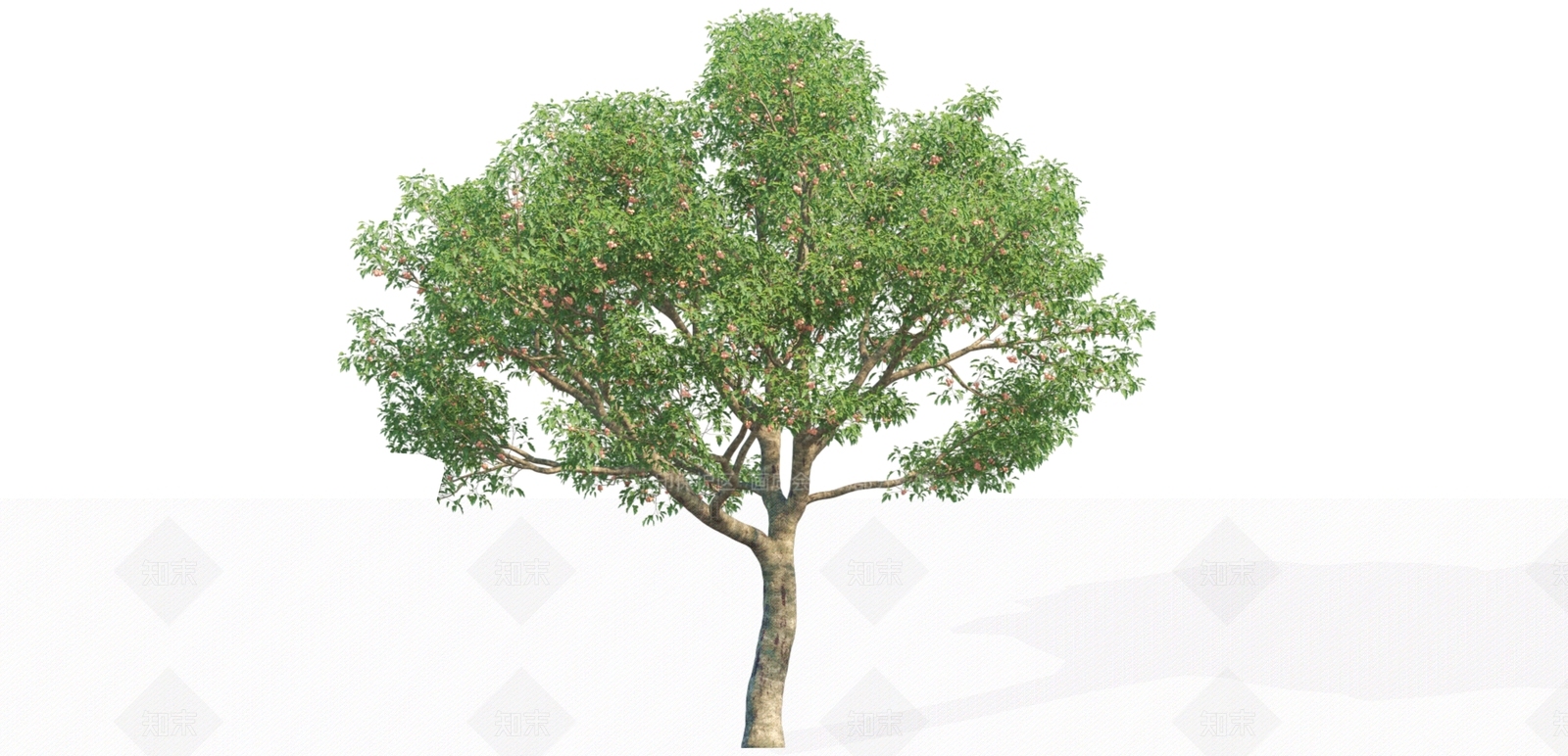 2D山楂树SU模型下载【ID:1162460487】
