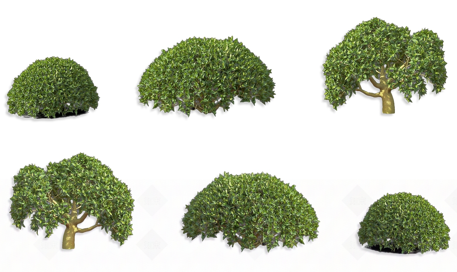 现代山茶树常绿灌木植物3D模型下载【ID:1162467049】