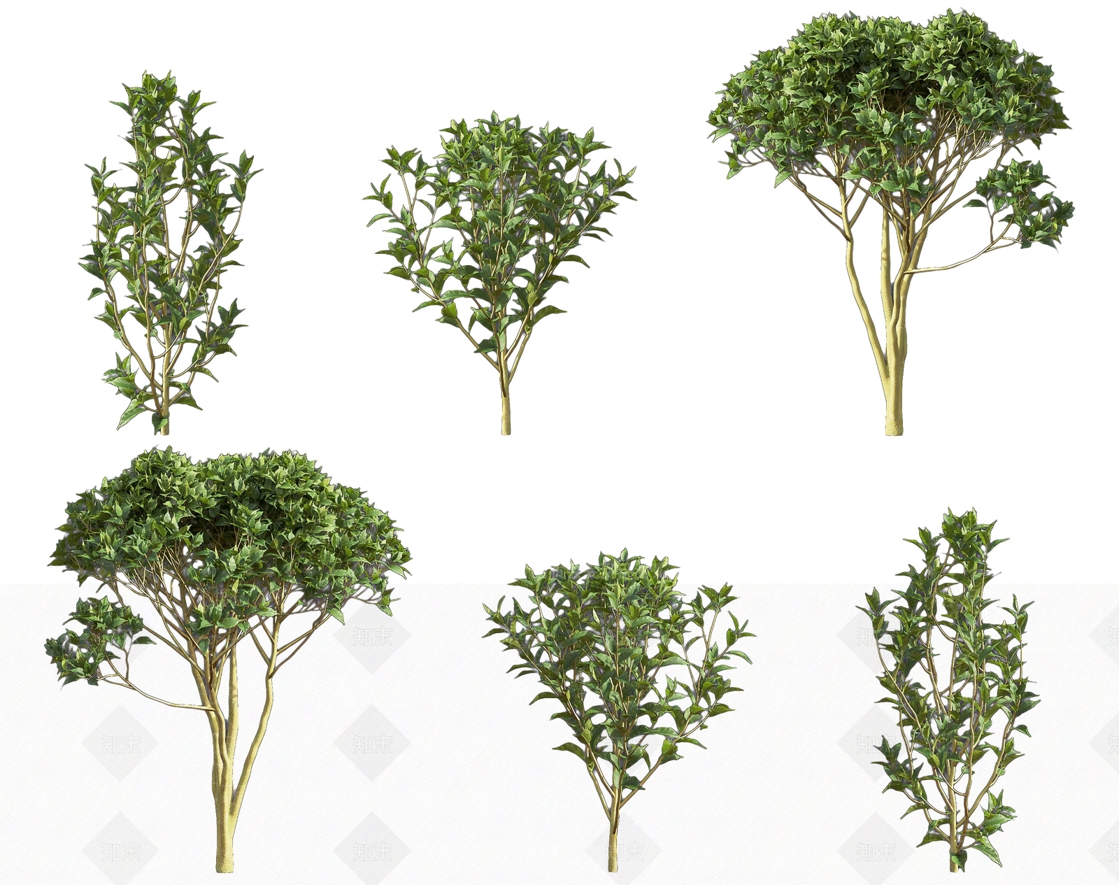 现代山茶树常绿灌木植物3D模型下载【ID:1162467460】