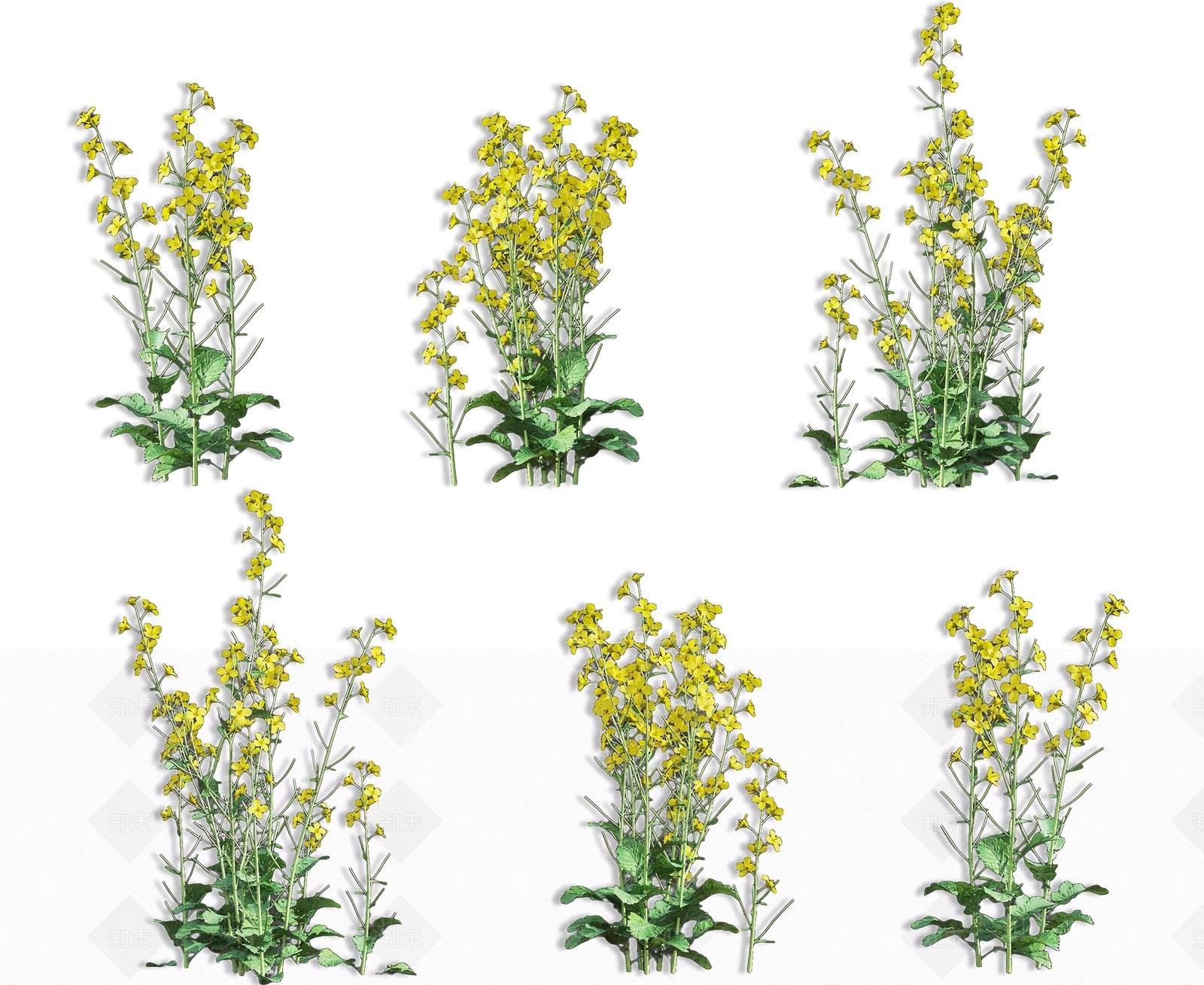 现代油菜花油菜籽农作物植物SU模型下载【ID:1162470769】