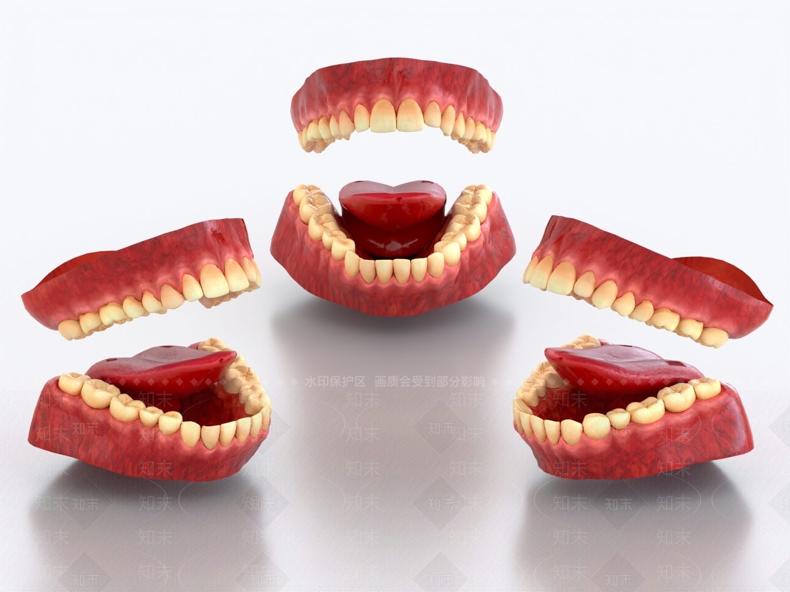 牙齿3D模型下载【ID:1162550852】