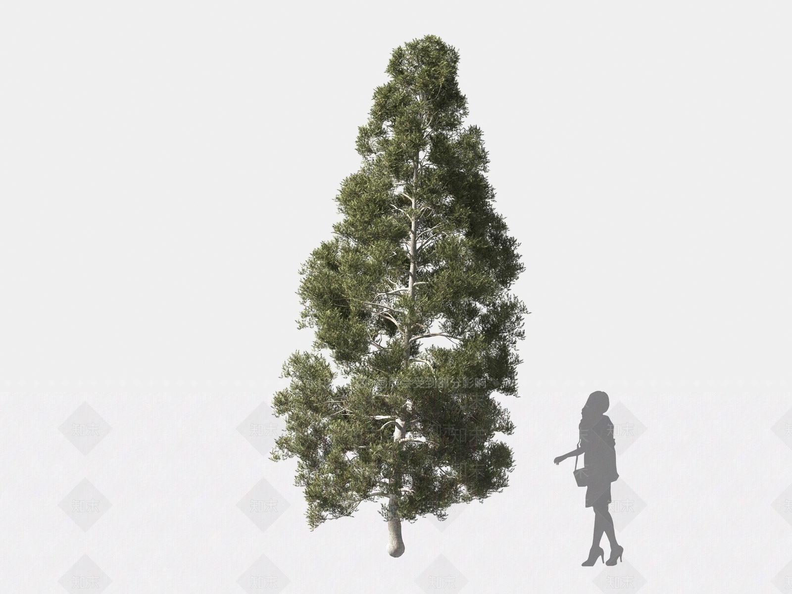 丝柏3D模型下载【ID:1162559324】