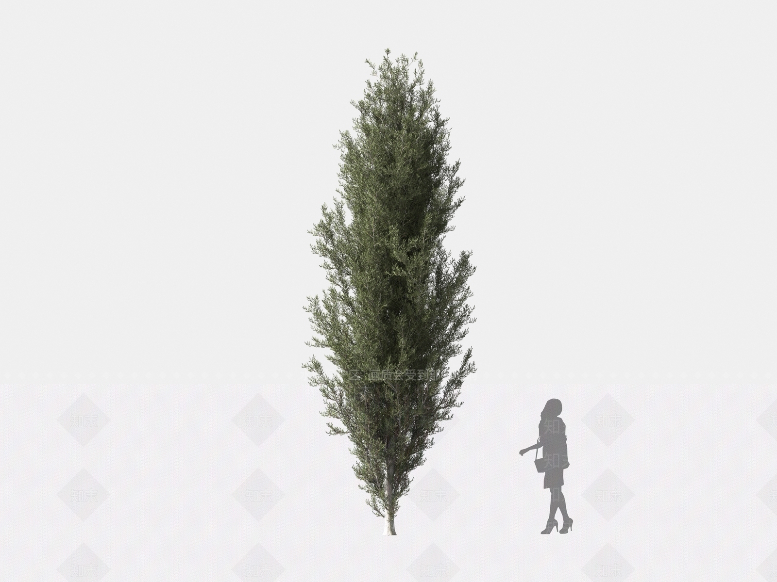 丝柏3D模型下载【ID:1162559369】