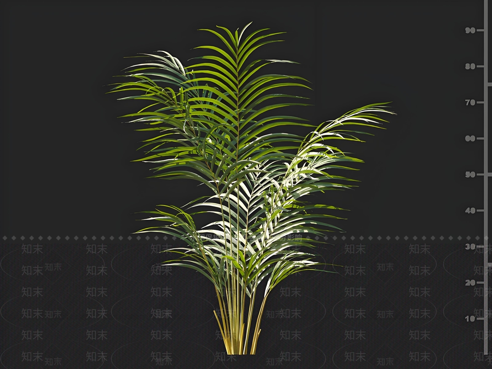 散尾葵3D模型下载【ID:1162560414】