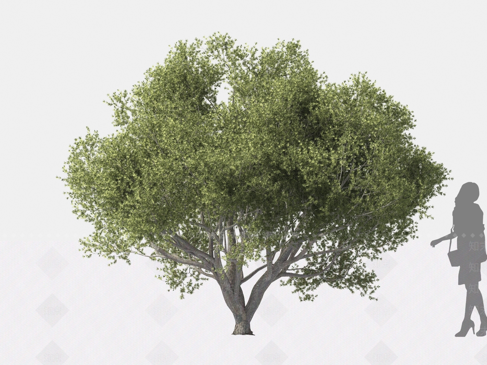 刺柏3D模型下载【ID:1162568552】