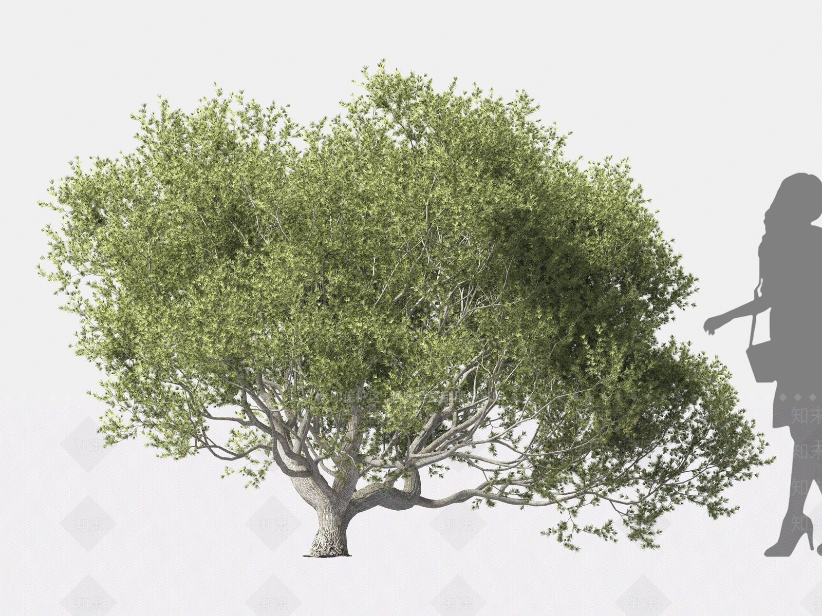 刺柏3D模型下载【ID:1162568535】