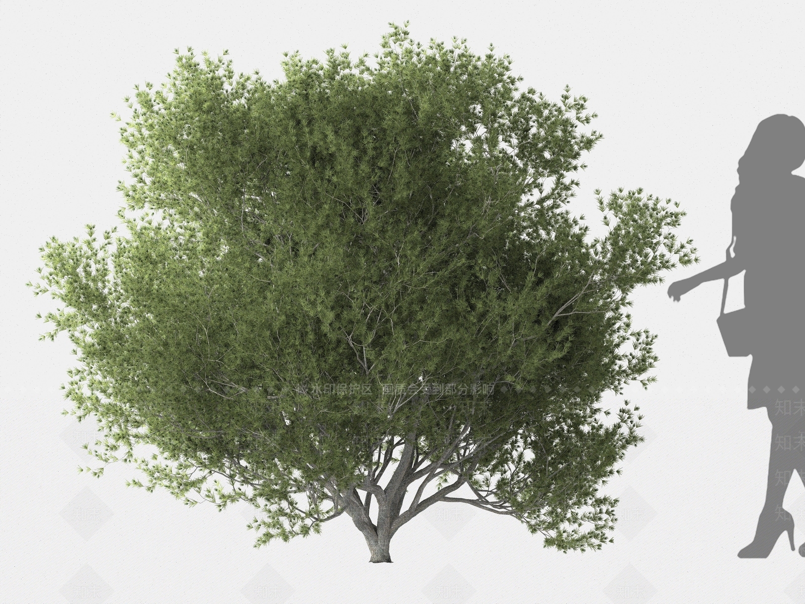 刺柏3D模型下载【ID:1162568588】
