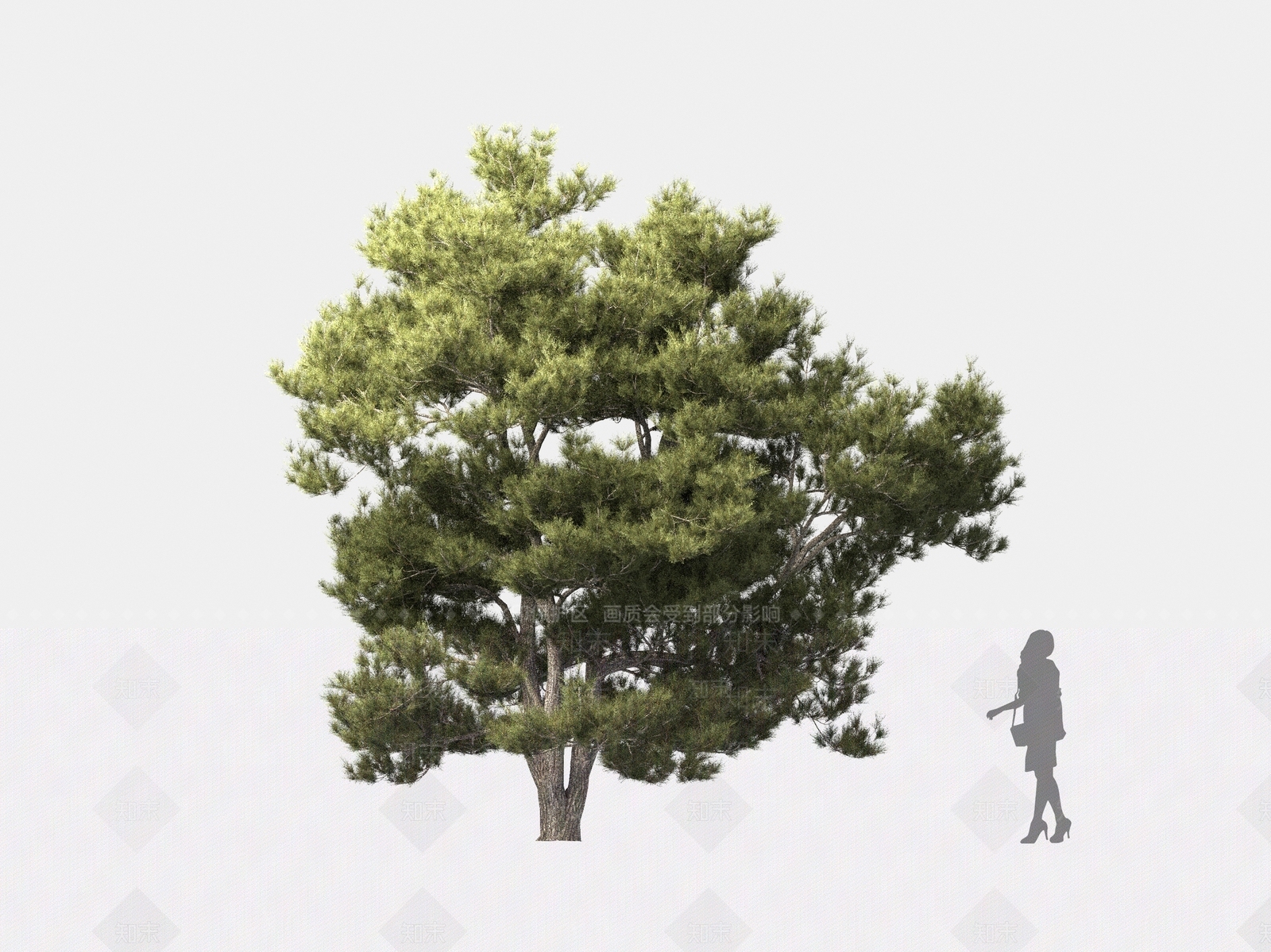 阿勒颇松树3D模型下载【ID:1162575940】