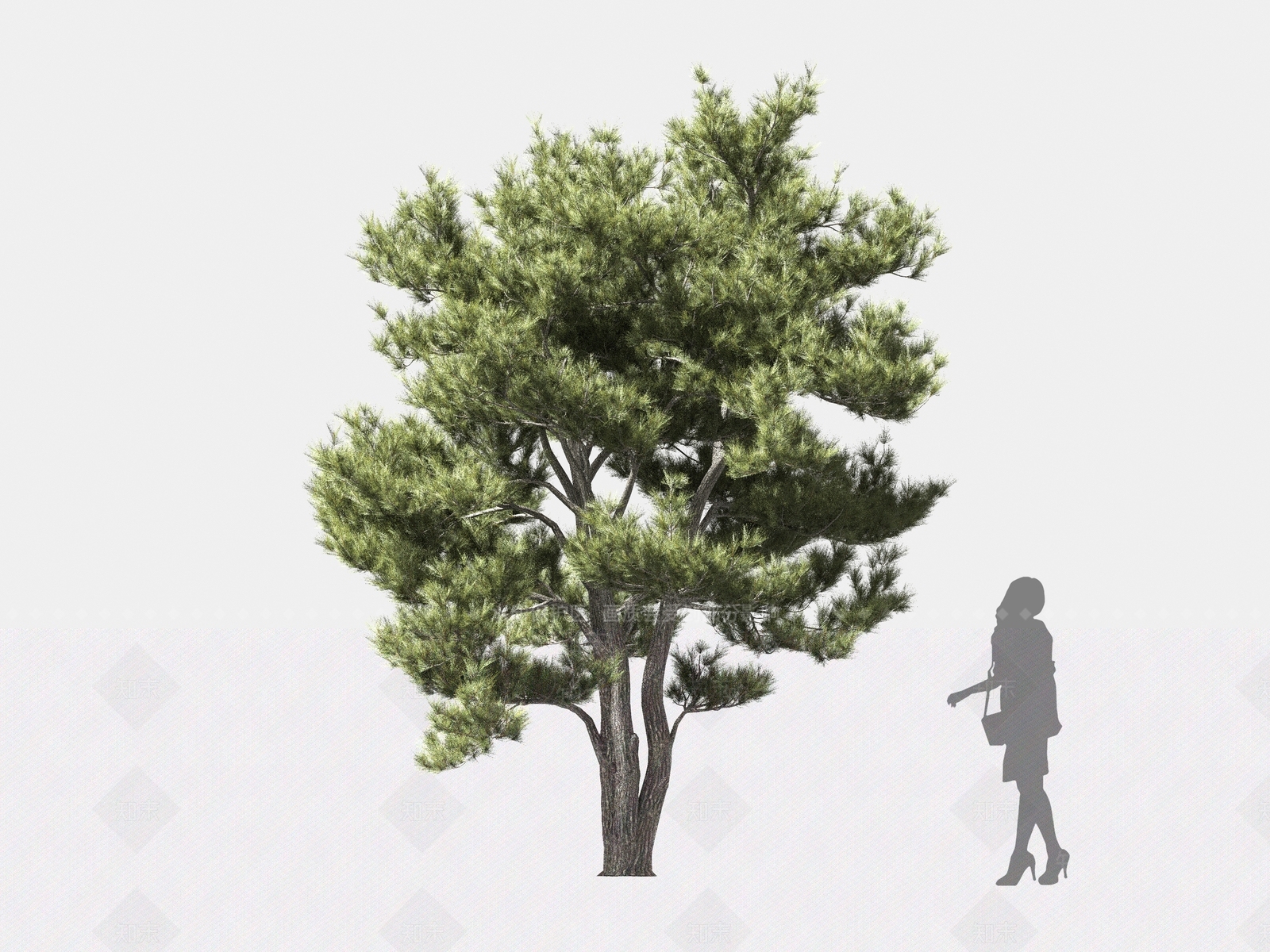 阿勒颇松树3D模型下载【ID:1162575949】