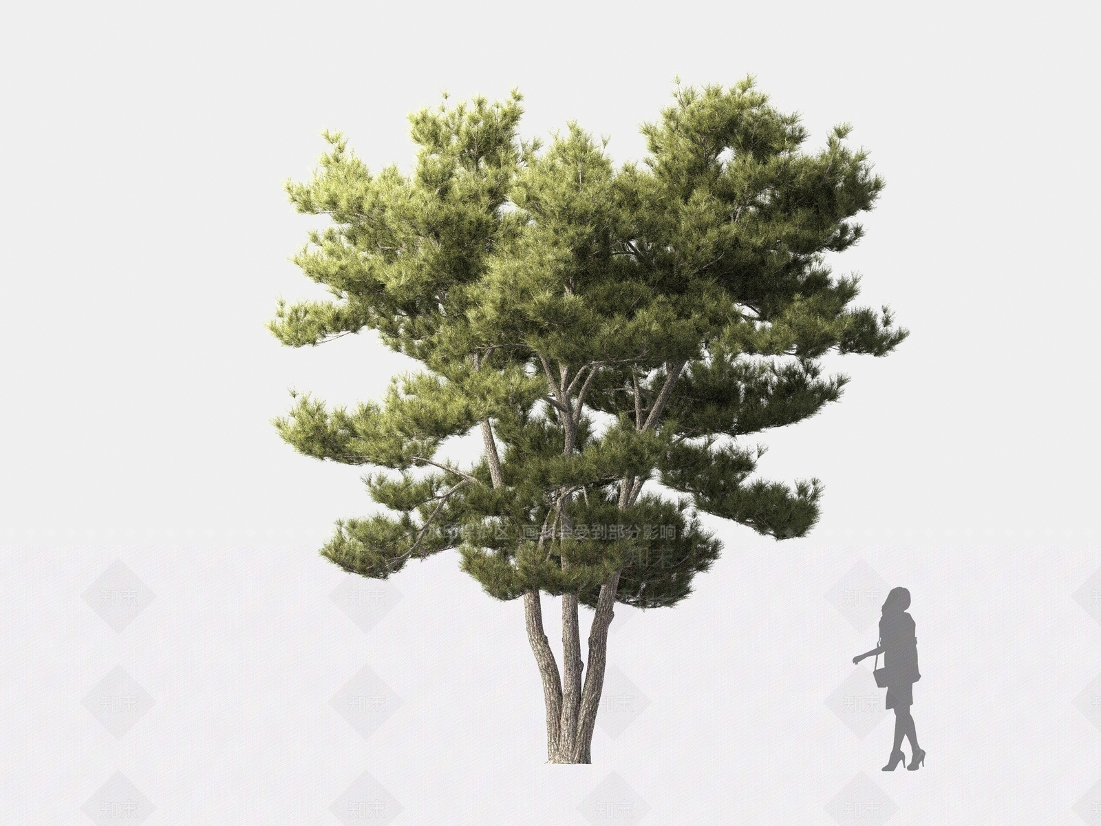 阿勒颇松树3D模型下载【ID:1162576090】