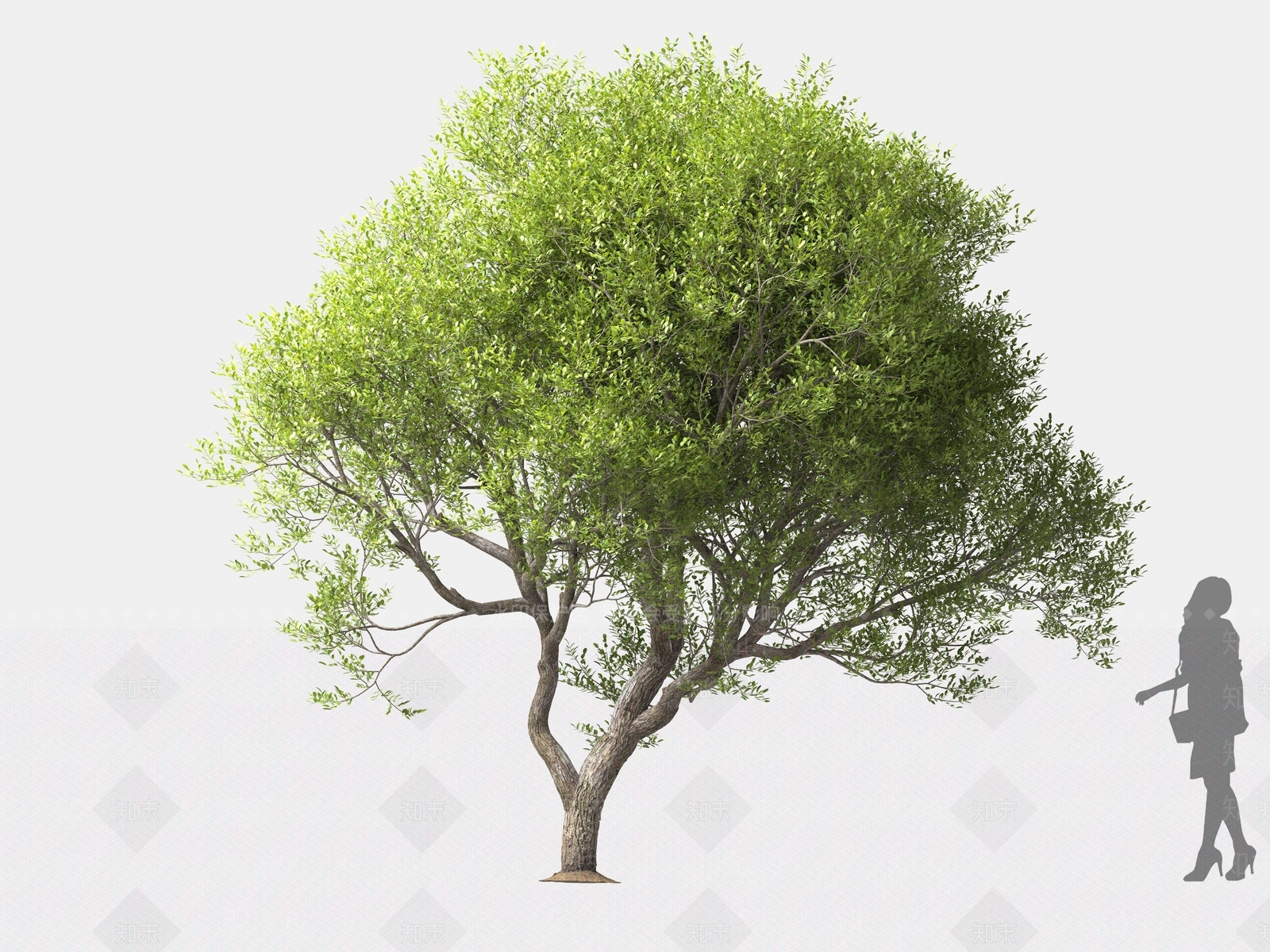 黄连木3D模型下载【ID:1162578910】