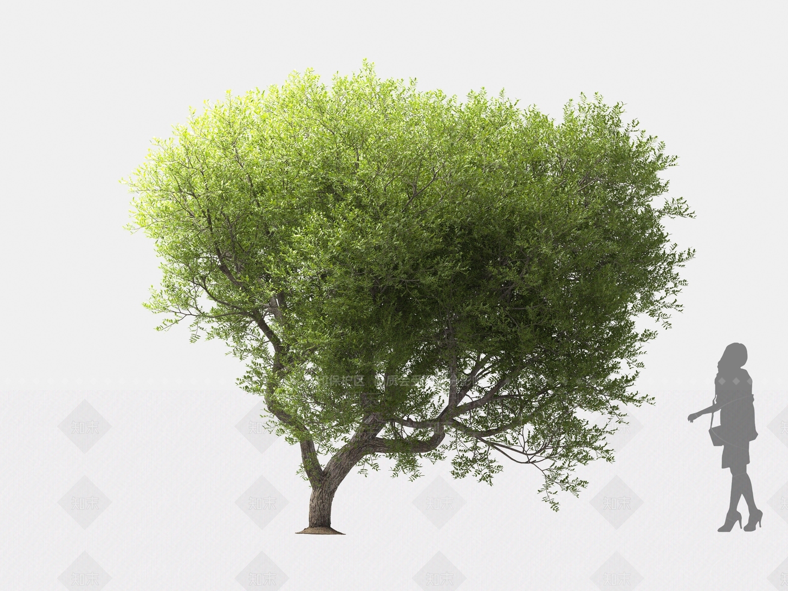 黄连木3D模型下载【ID:1162578904】