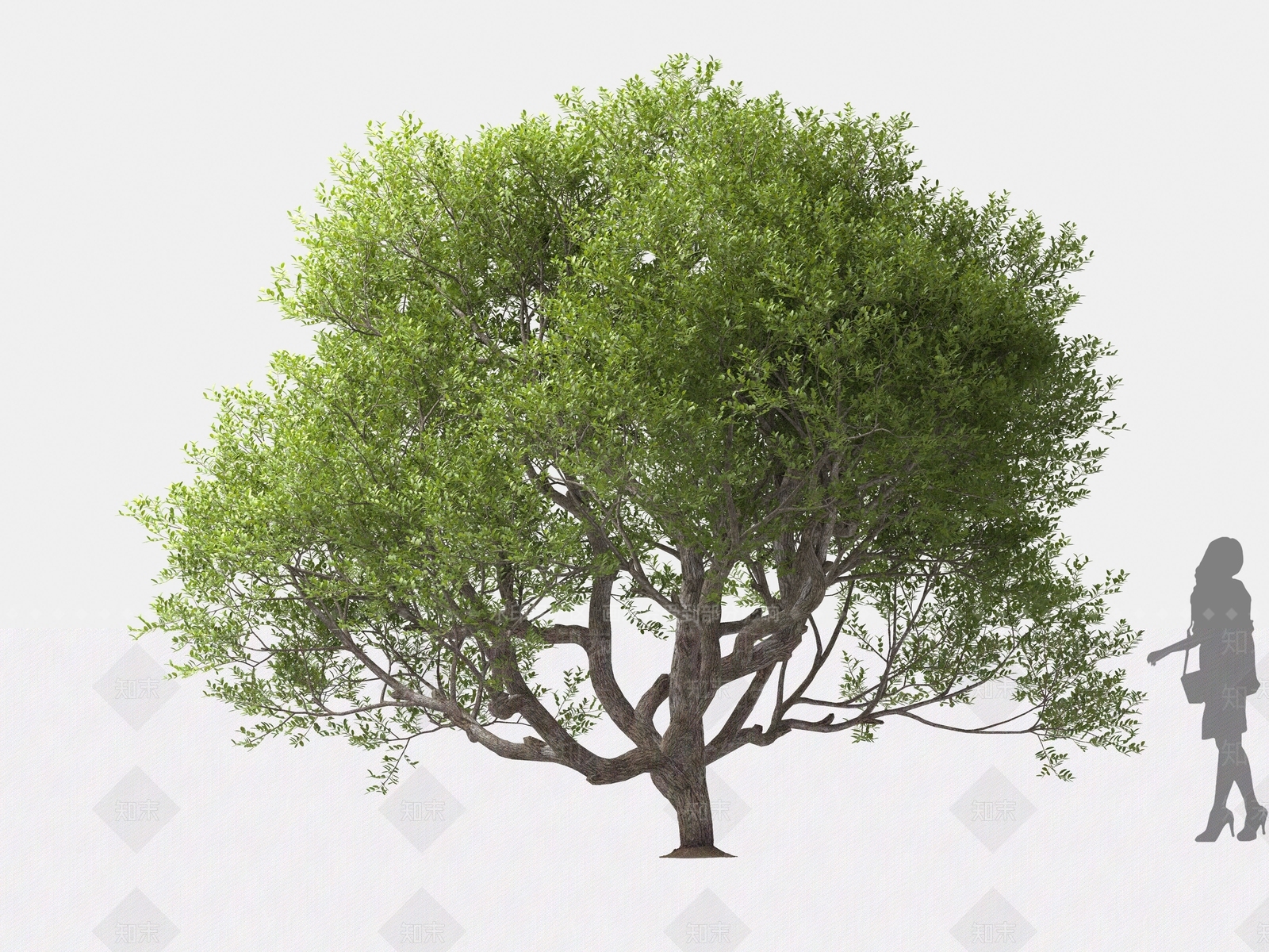 黄连木3D模型下载【ID:1162579001】