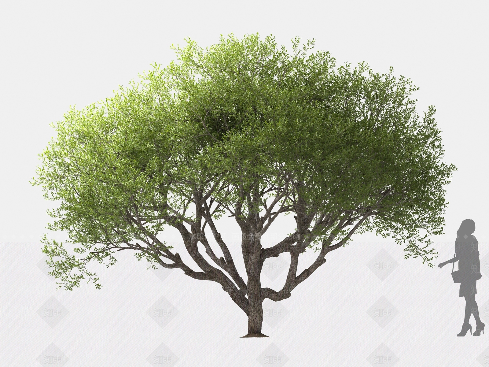 黄连木3D模型下载【ID:1162579004】