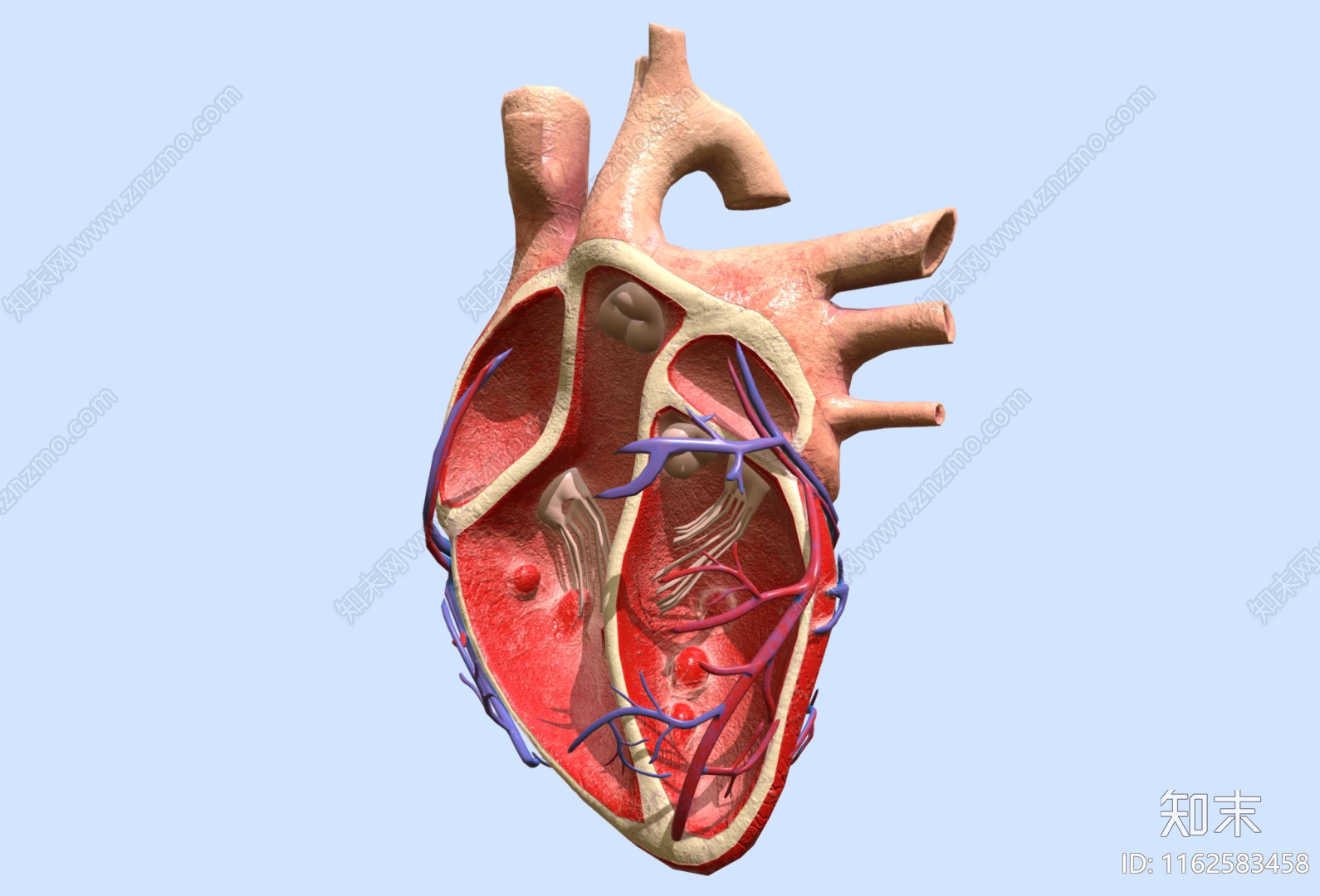 心脏解剖SU模型下载【ID:1162583458】