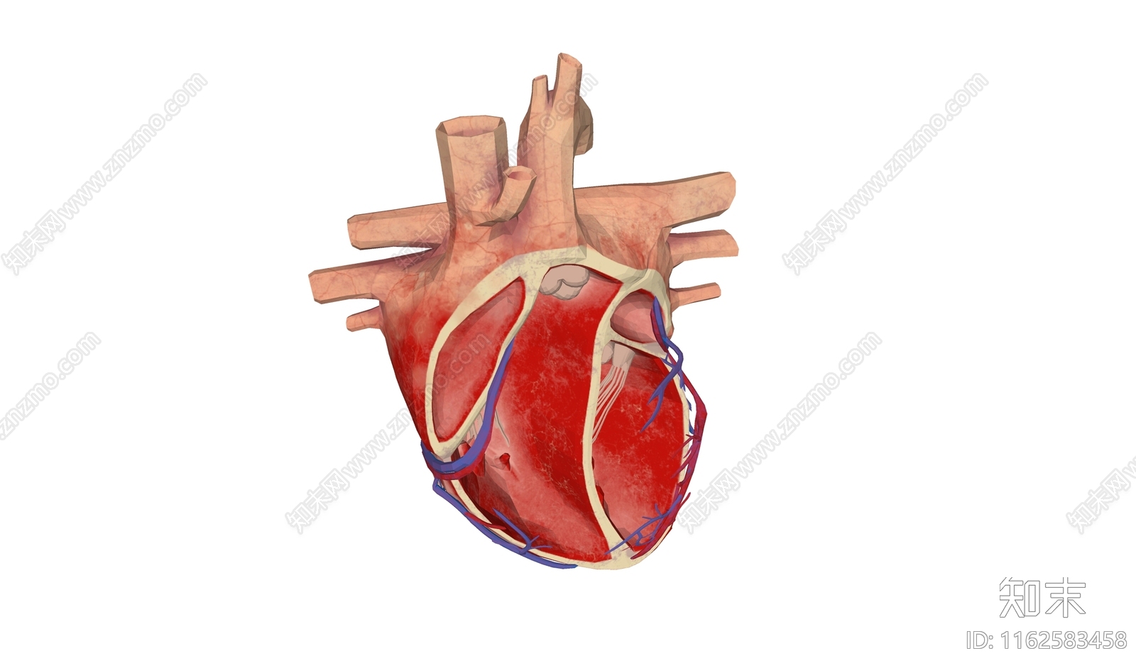 心脏解剖SU模型下载【ID:1162583458】
