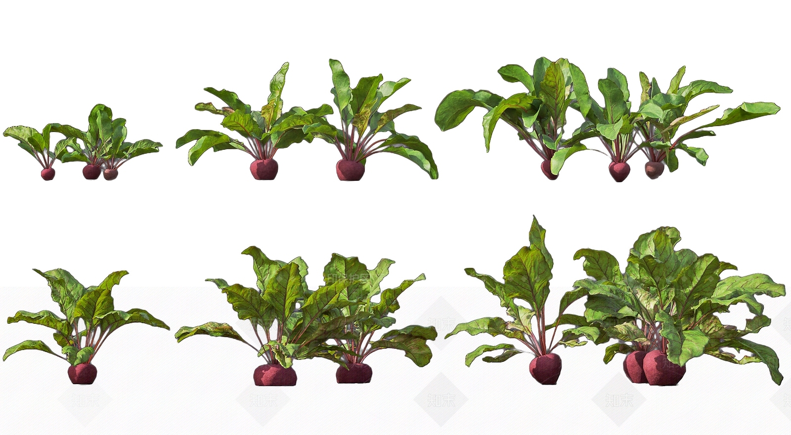 植物组合SU模型下载【ID:1162591645】