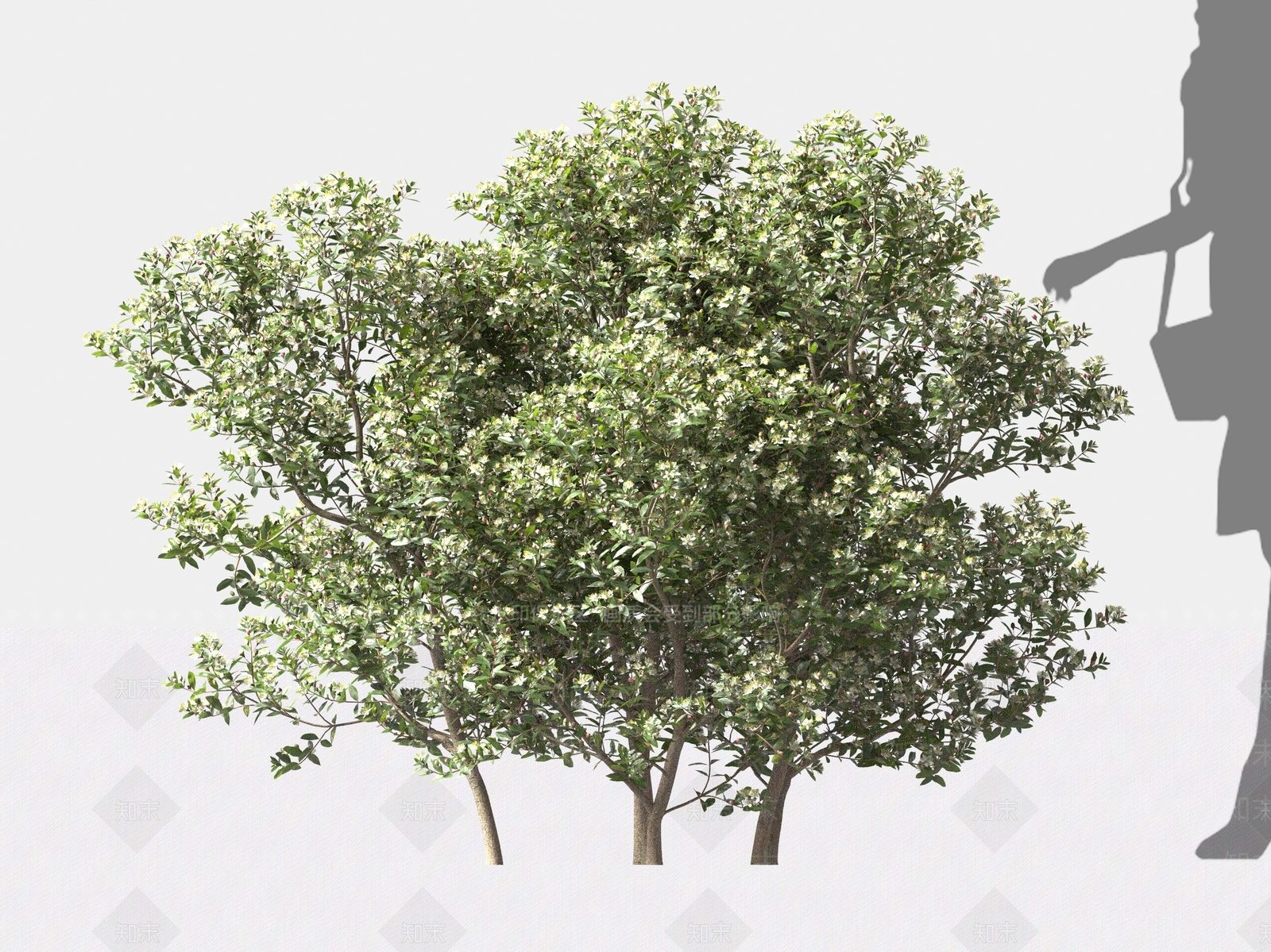 乔木3D模型下载【ID:1162705533】