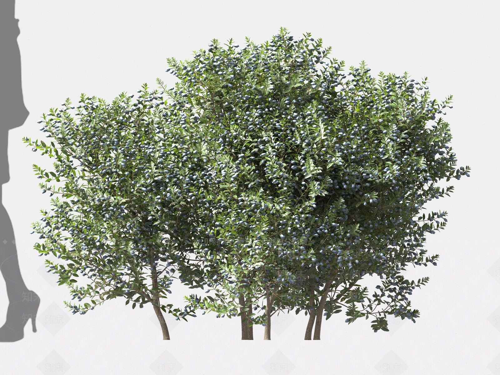 乔木3D模型下载【ID:1162705150】