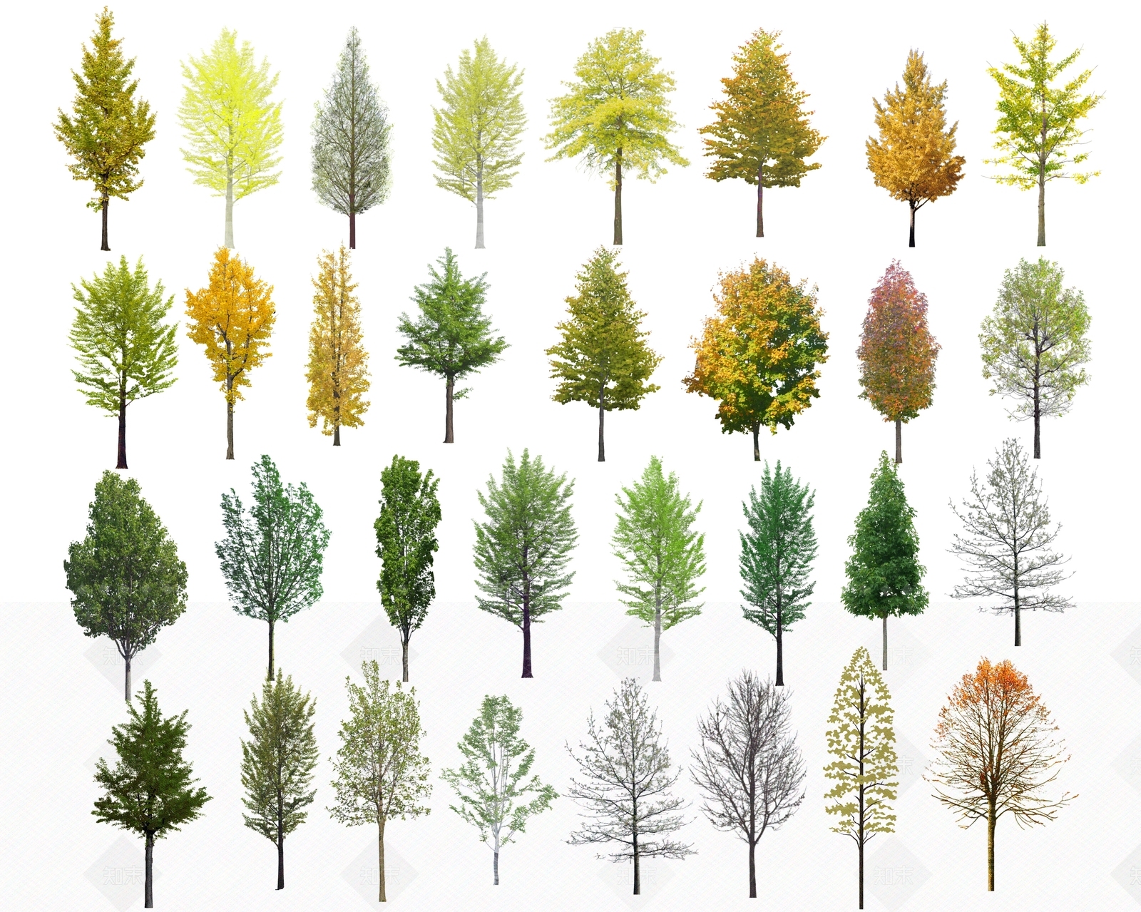 2D银杏树SU模型下载【ID:1162792762】