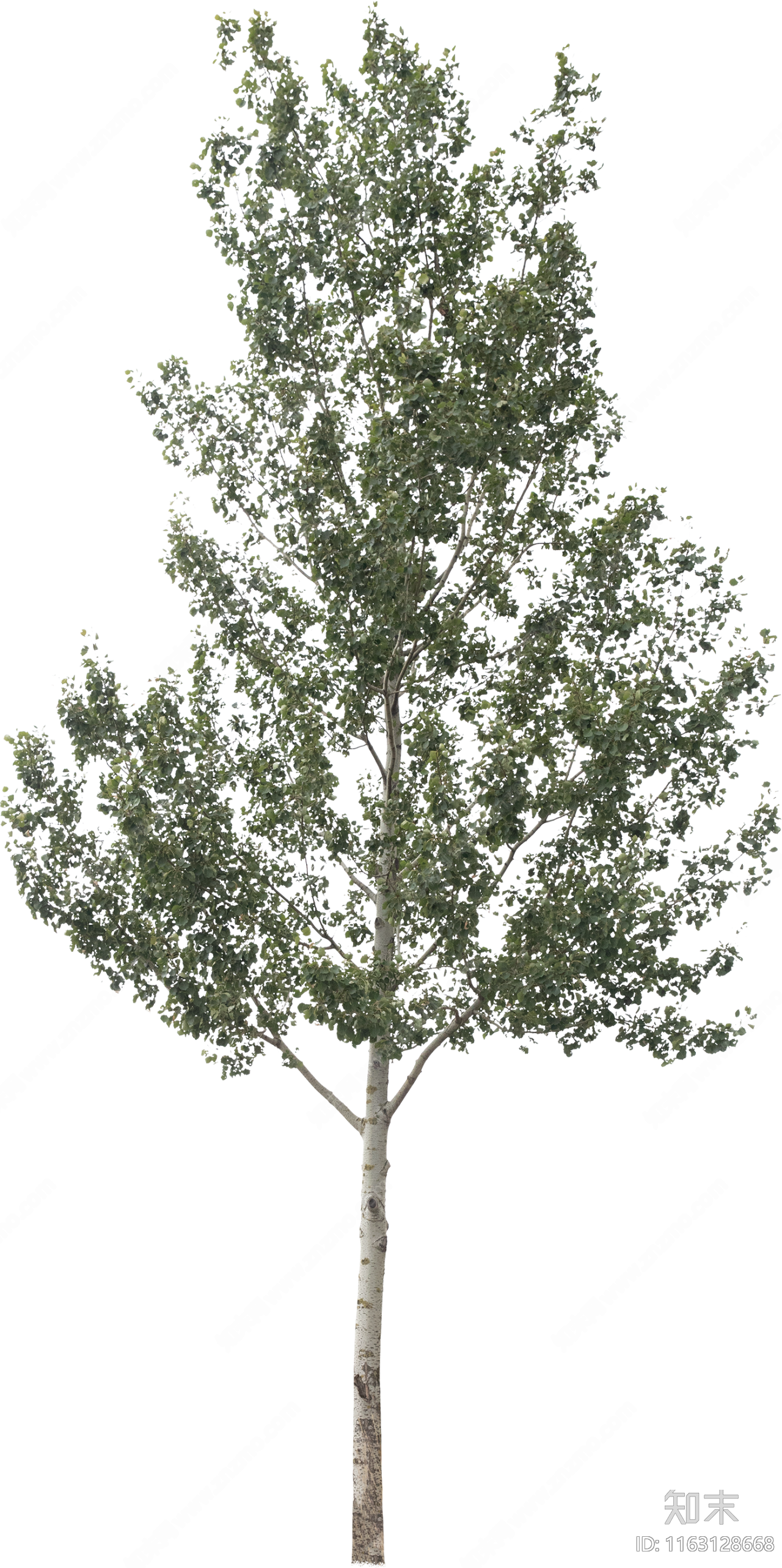 现代树下载【ID:1163128668】