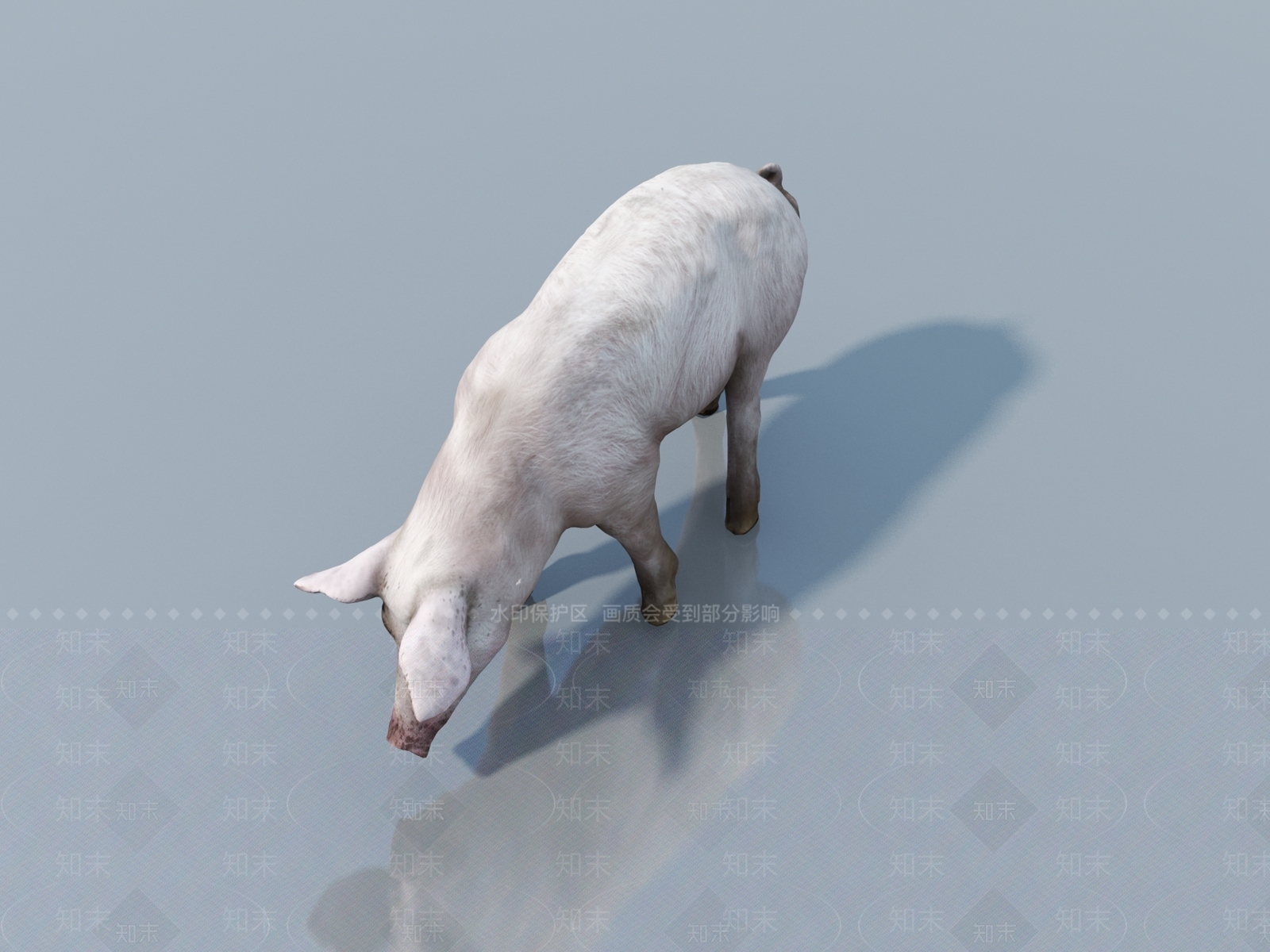 家禽类动物3D模型下载【ID:1163312014】