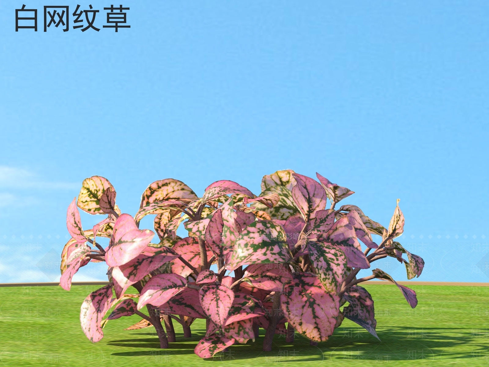 草3D模型下载【ID:1163813296】