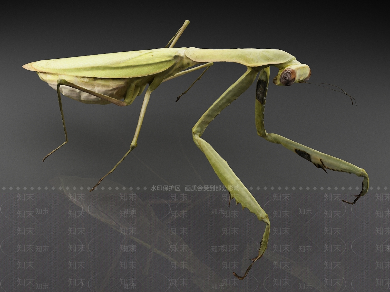 爬行类动物3D模型下载【ID:1163941630】