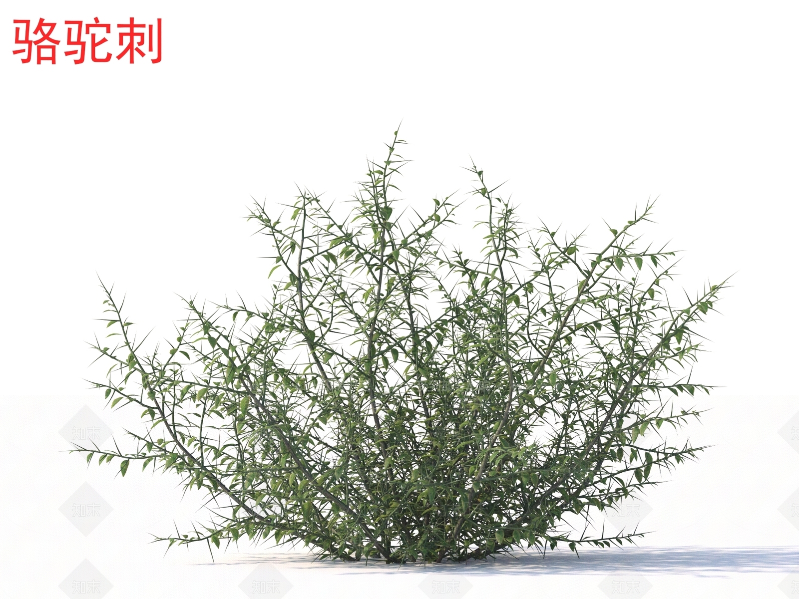 灌木3D模型下载【ID:1164590224】