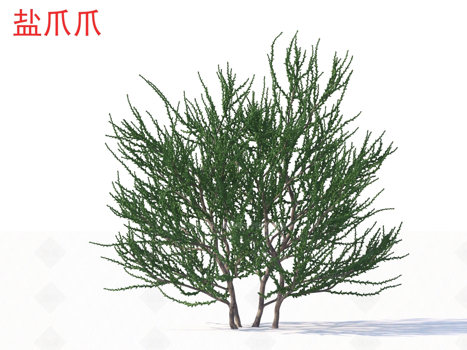 草3D模型下载【ID:1164709687】