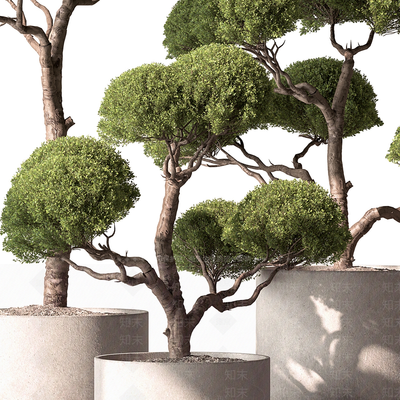 景观树3D模型下载【ID:1164805468】